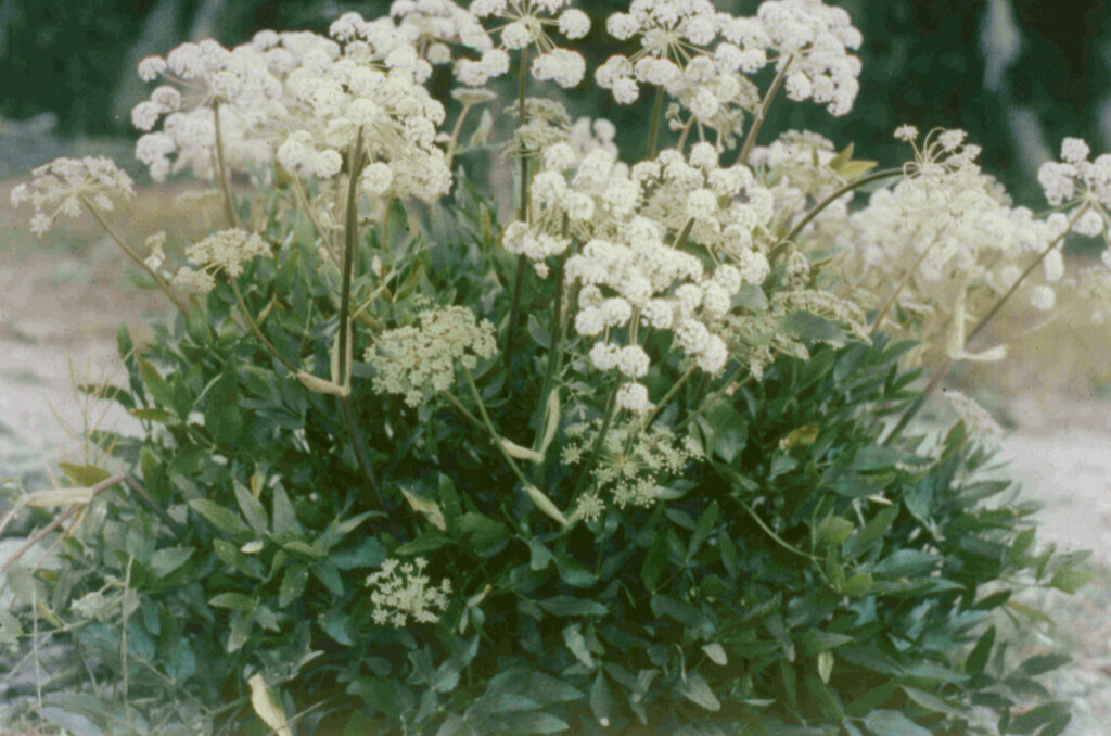 Angelica brewerii