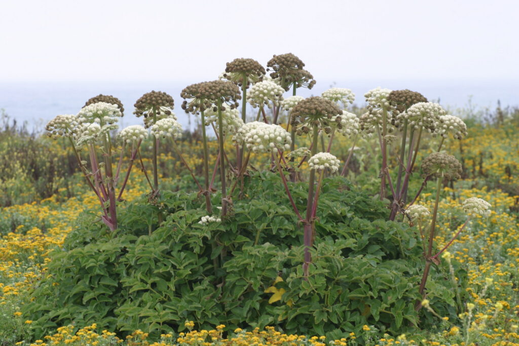 Angelica hendersonii