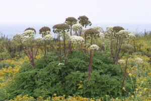 Apiaceae