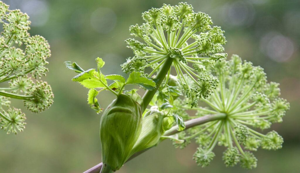 Angelica archangelica