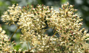 Araliaceae