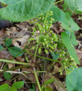 Araliaceae