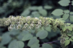 Araliaceae