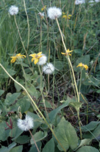 Asteraceae