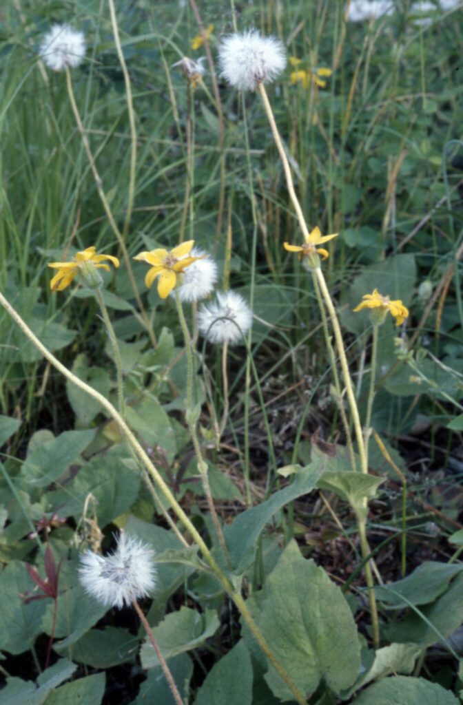Arnica cordifolia
