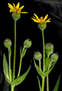 Asteraceae
