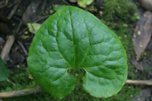 Aristolochiaceae