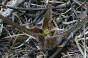 Aristolochiaceae