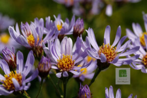 Asteraceae