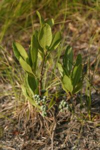 Myricaceae