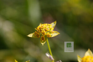 Apiaceae