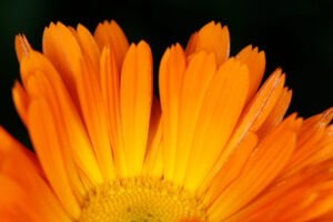Asteraceae