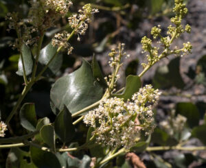 Rhamnaceae
