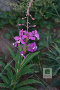 Onagraceae