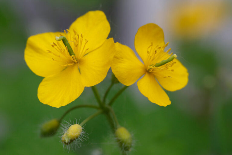 Chelidonium majus