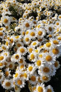 Asteraceae