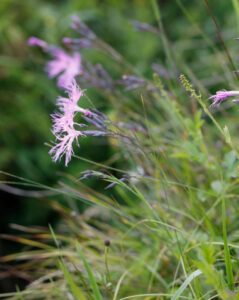Caryophyllaceae