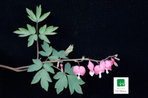 Papaveraceae
