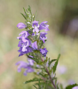 Lamiaceae