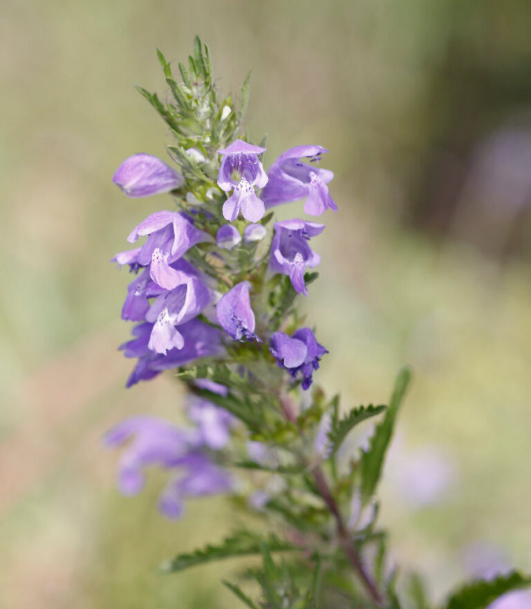 Dracocephalum moldavica