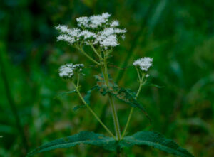 Asteraceae