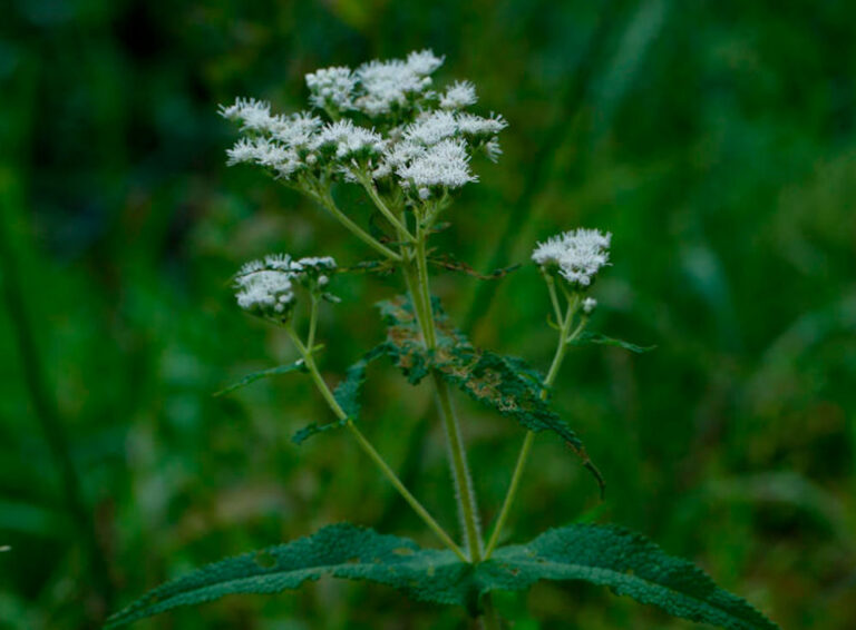 Eupatorium perfoliatum