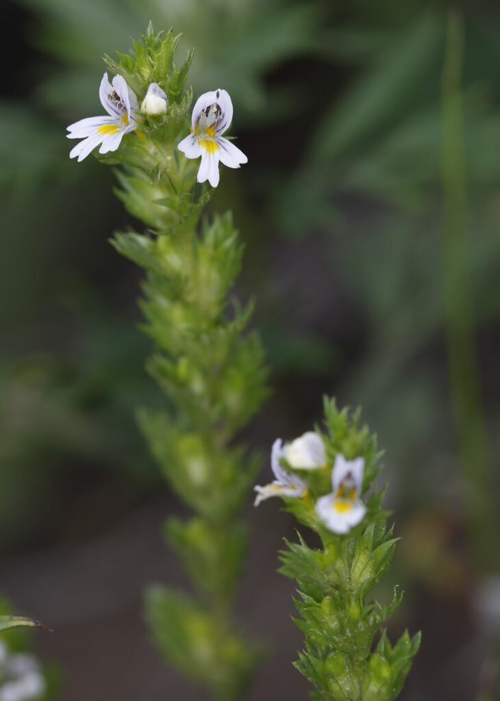 Euphrasia pectinata