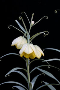 Liliaceae