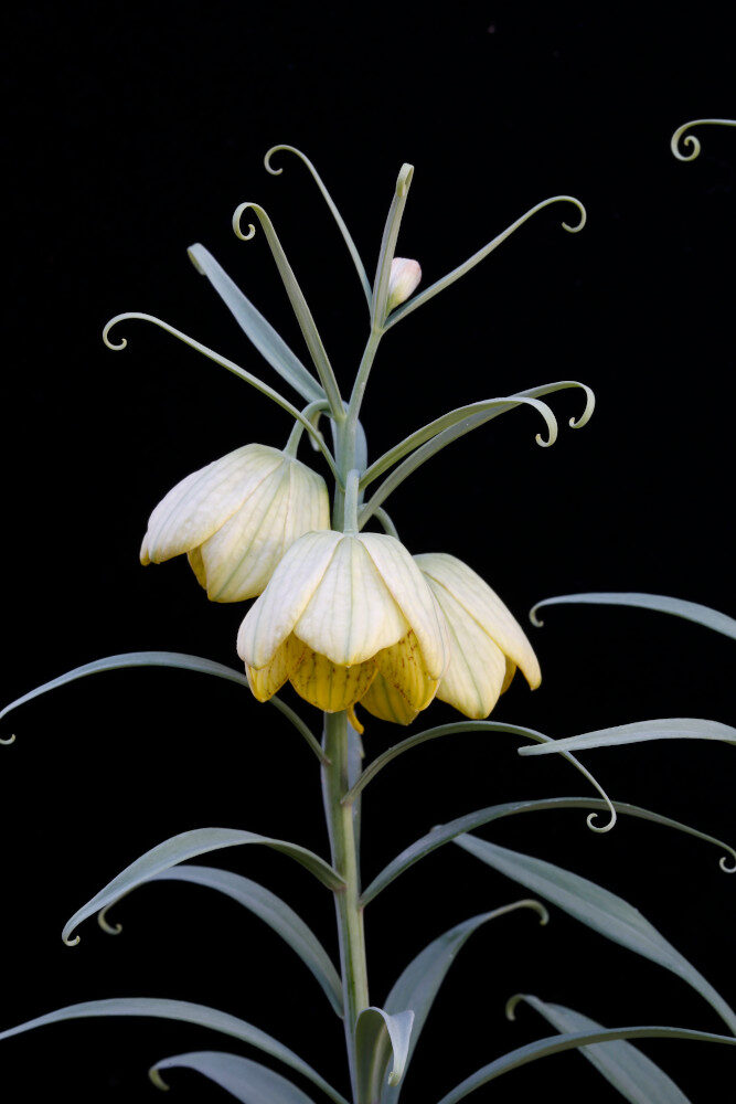 Fritillaria thunbergii