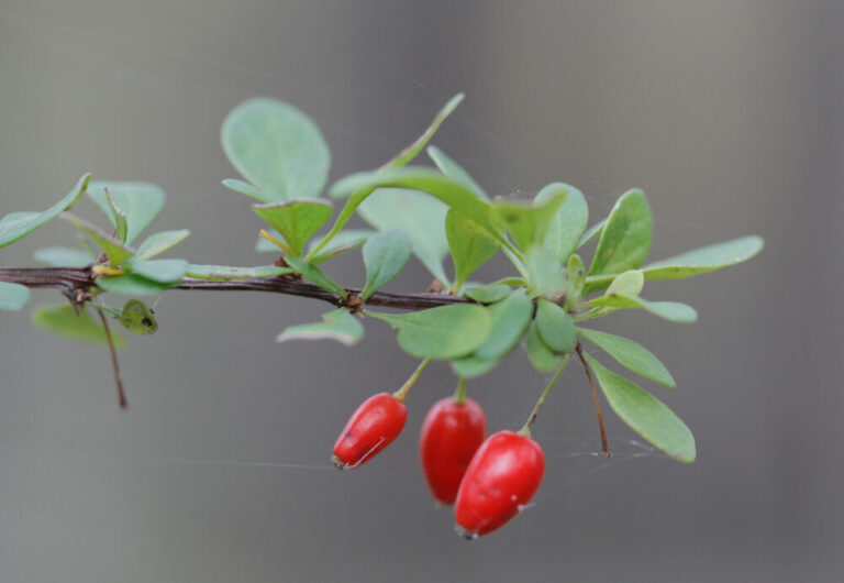 Berberis vulgaris