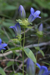 Gentianaceae