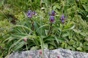 Gentianaceae