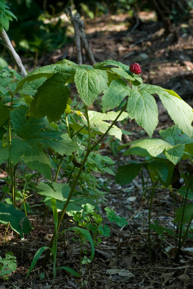 Hydrastis canadensis