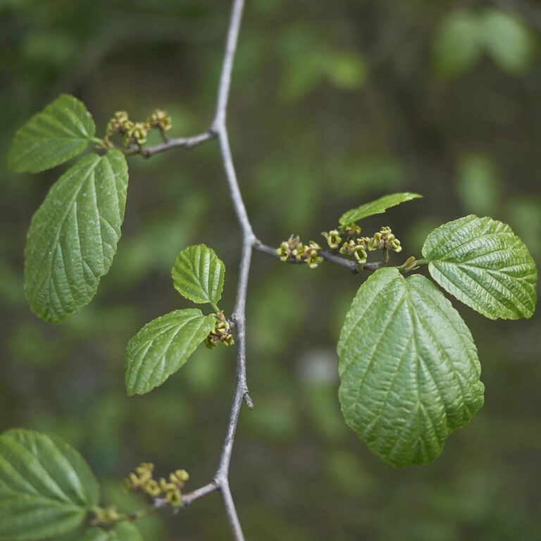 Hamamelis virginiana
