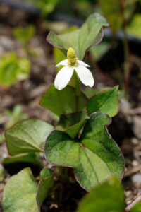 Saururaceae
