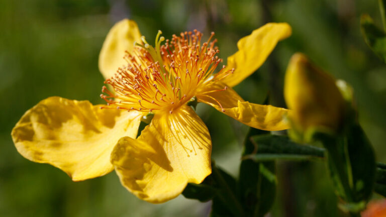 Hypericum ascyron