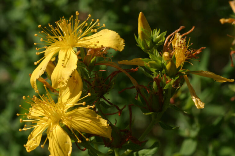 Hypericum perforatum