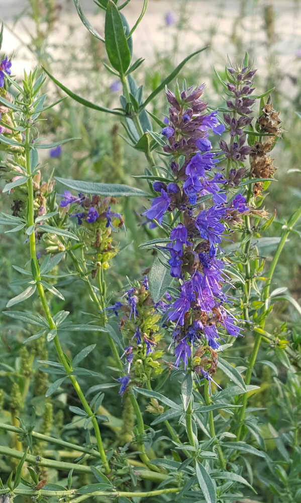 Hyssopus officinalis