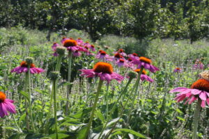 Asteraceae