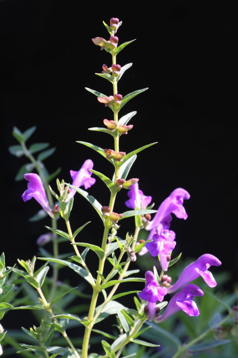 Scutellaria baicalensis
