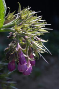 Boraginaceae
