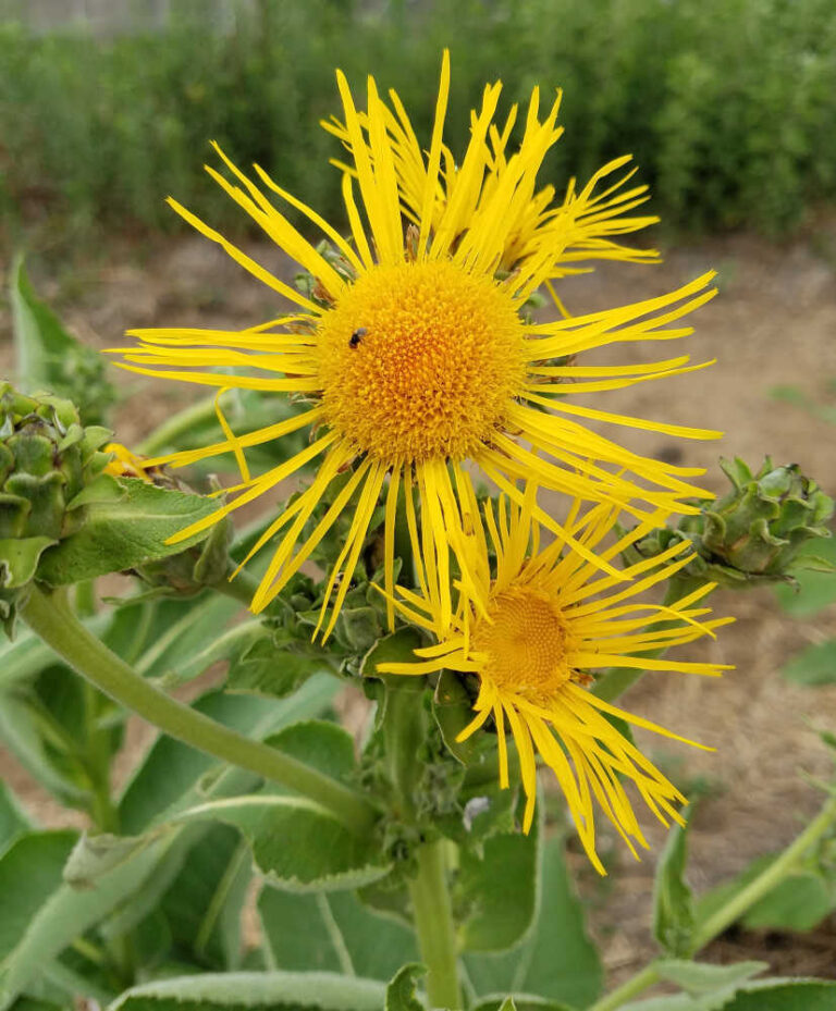 Inula helenium