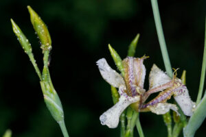Iridaceae