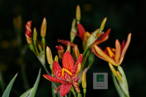 Iridaceae