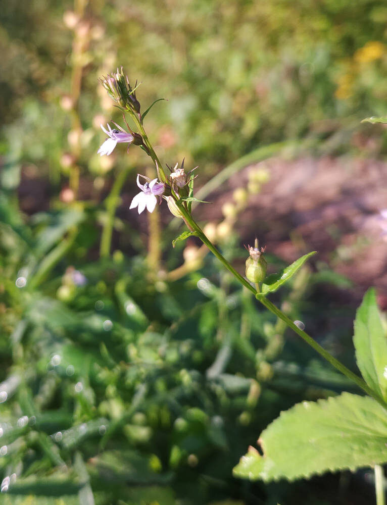 Lobelia inflata