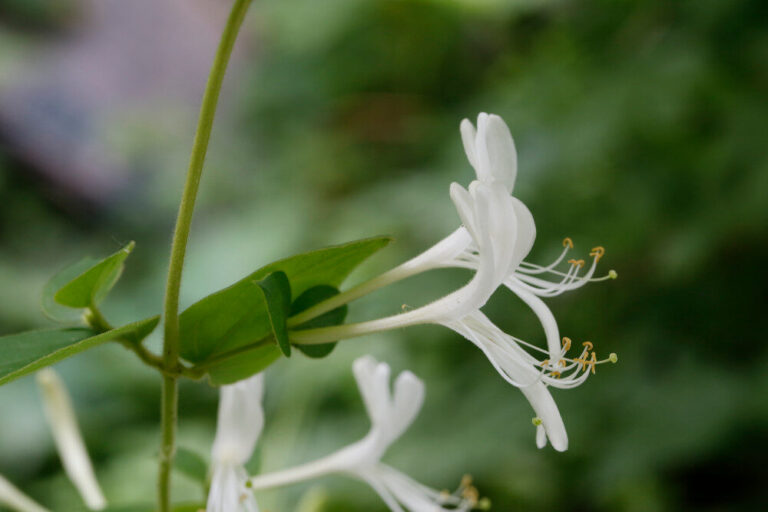 Lonicera japonica