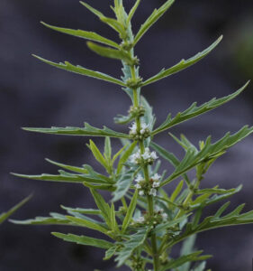 Lamiaceae