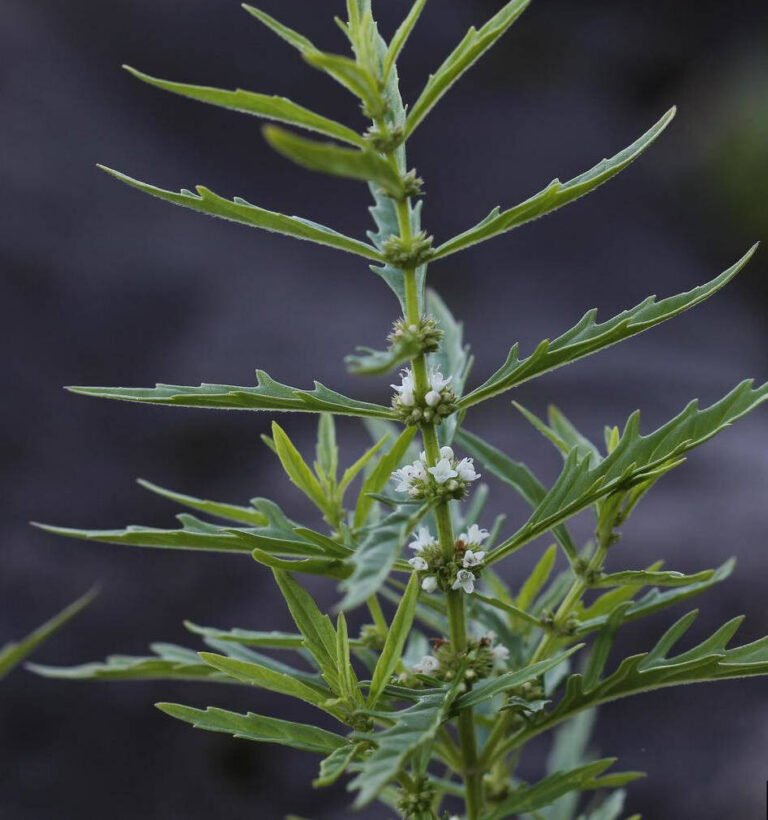 Lycopus americanus