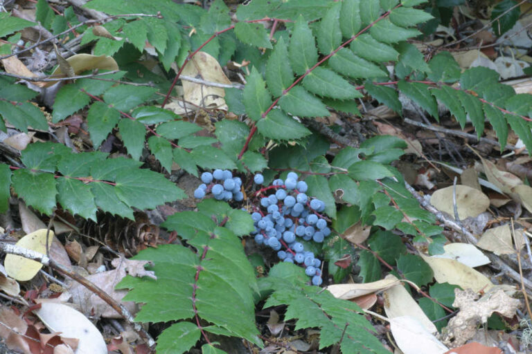 Mahonia nervosa