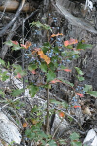 Berberidaceae